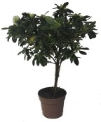 Azalka na kmínku velká růžovo bílá - růžový vnitřek a bílý okraj