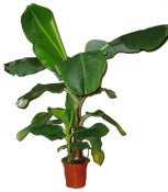 Banánovník - Musa - výška +- 160 cm starý strom