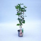 Čajovník - camellia sinensis 3 rostliny (2/2)