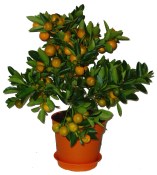 Calamondin mandarinkovník hustý velký keř SLEVA 40% (1/2)
