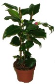 Camellia japonica - královna květin kamélie s pupeny růžovo bílá Nucios pearl (2/2)
