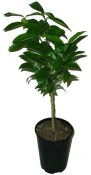 Cedrát Citrus medica L. 