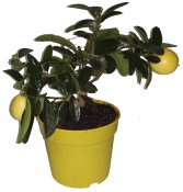 Citron roubovaný Limonella na kmínku (1/2)