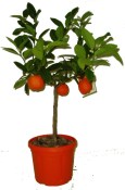 Citronovník Rangpur - Limeta Rossa - 2. jakost č.9 (1/2)