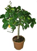 Citroník Rangpur fruit - červená limeta RARITA (2/2)