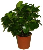 Citronovník Lemon s plody (1/3)