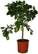 Citrónovník Lemon variegato 2.jakost (2/2)