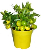 Citronovník Limonela spousty plodů (2/2)