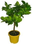 Reticulata Carvalhais (1/2)