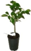 Citrus aurantium 