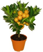 Citrus Calamondin - mandarinkový stromek (1/2)