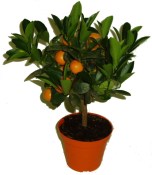 Citrus Calamondin - mandarinkový stromek (2/2)