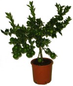 Citrus Chinotto sleva 30 %