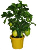 Citrus citronovník Lemon Limon 2.jakost (2/2)