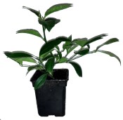 Citrus citronovník Meyer panašovaný