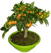 Citrus Kumquat - stromek v bonsajové misce
