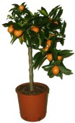 Citrus  Kumquat - 2 jakost (2/2)