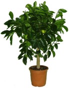 Citrus Limeta - Limette aurantifolia zelená werde