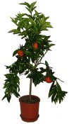 Citrus mandarinkovník Mandarino - 2.jakost č.1 (3/3)