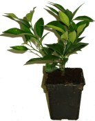 Citrus pomelo  - nezasíláme - pouze na prodejně