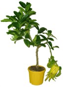 Citrus střední Budhova ruka RARITA (2/2)