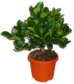 Citrusy Calamondin - mandarinkový stromek 2.jakost (3/4)