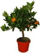 Citrusy Calamondin - mandarinkový stromek 2.jakost