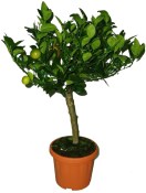 Citrusy Calamondin - mandarinkový stromek 2.jakost (2/4)