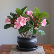 Clusia rosea princess velká - princeznovská clusie - gumovník