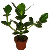 Clusia rosea princess velká - princeznovská clusie - gumovník (2/2)