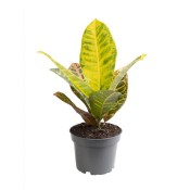 Codiaeum - croton
