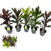 Cordyline - dračinec