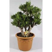 Crasulla velký stromokeř tlustice horn tree (1/2)