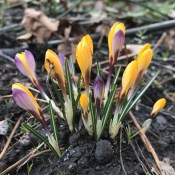 Crocus - krokus