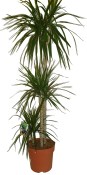 Dracaena 3 kmeny 150 cm