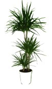 Dracaena 3 kmeny 100 cm