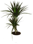 Dracaena marg magenta 2 kmeny