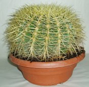 Echinocactus grusonii střední kaktus