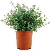 Eukalyptus - Eucalyptus keřík (1/2)