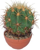 Ferocactus Histrix