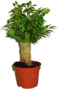 Ficus benjamina 2.jakost