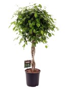 Ficus benjamina velký strom