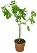 Fíkovník Bornholm stromeček 30 cm
