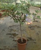 Fíkovník - Ficus bornholm - červený rozvětvený