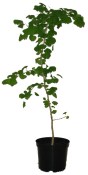 Gingko biloba - jinan dvoulaločný velký