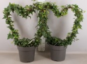 Hedera helis - rostlina ve tvaru srdce