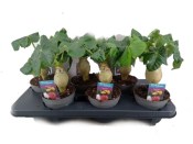 Jatropha Podagrica Oranje