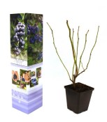 Borůvka - vaccinium corymbosum Patriot (2/2)