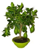 Luxusní citrónovník v bonsajové misce Lemon Limon