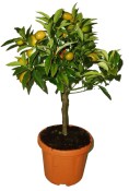 Mandarinka Kumquat 2.jakost (3/4)